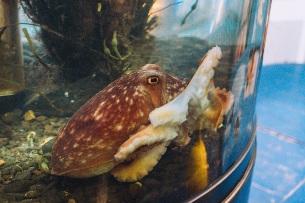 Octopus in Mull Aquarium