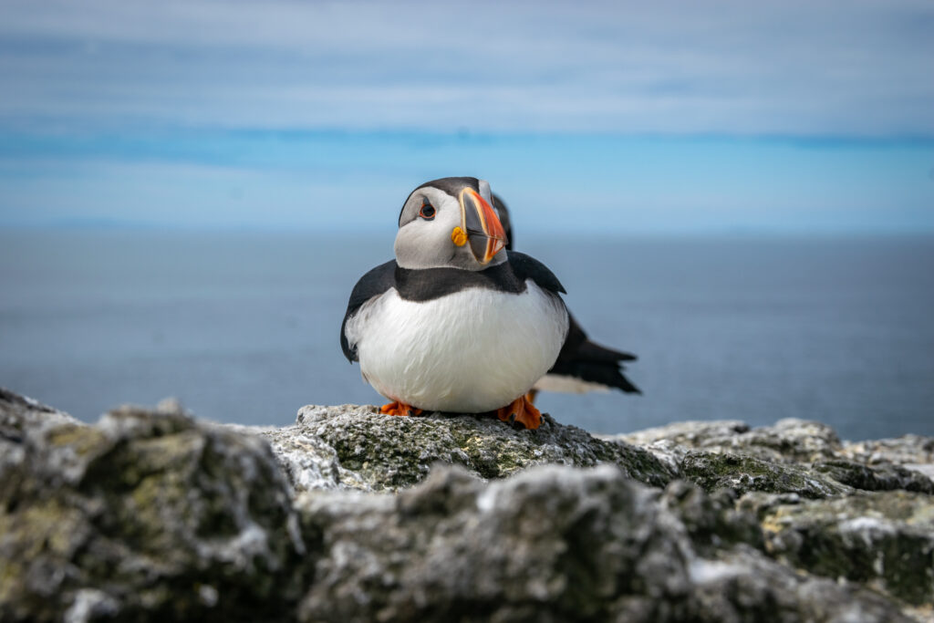 Puffin on the Isle of Lunga